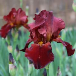 Iris / Schwertlilien