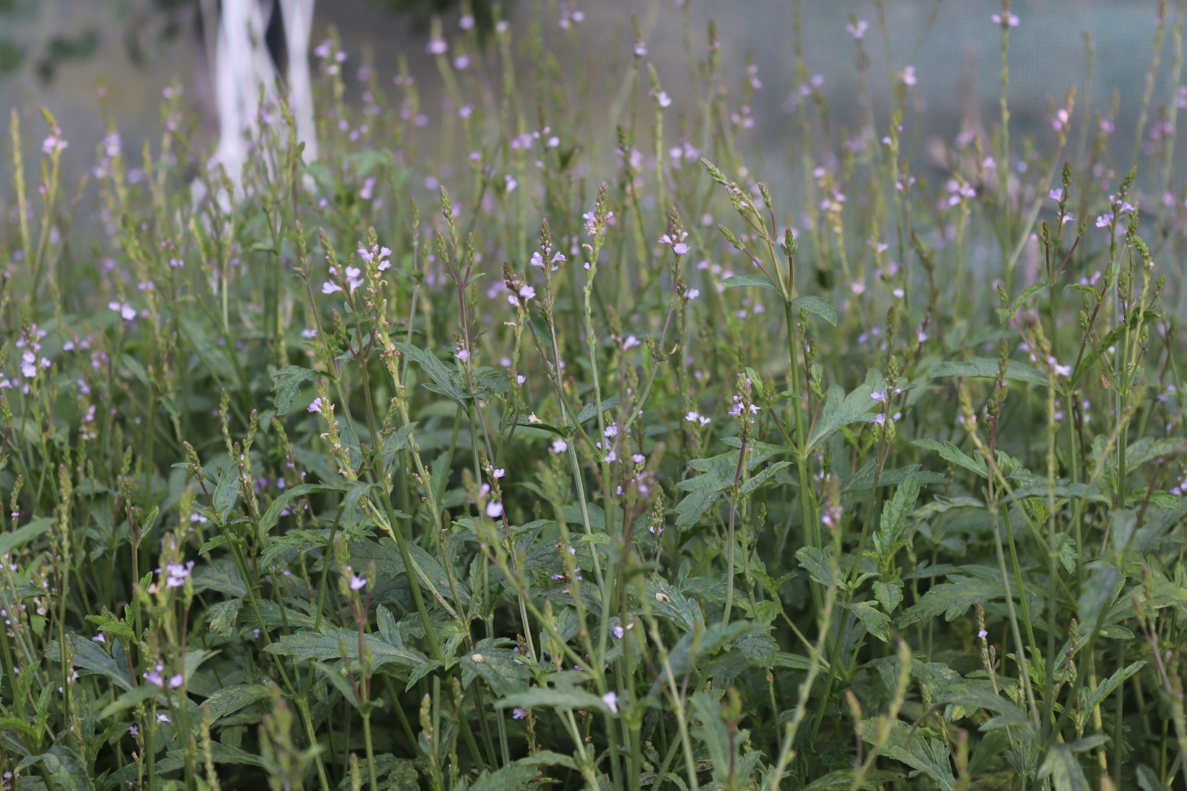 Verbena officinalis (1)