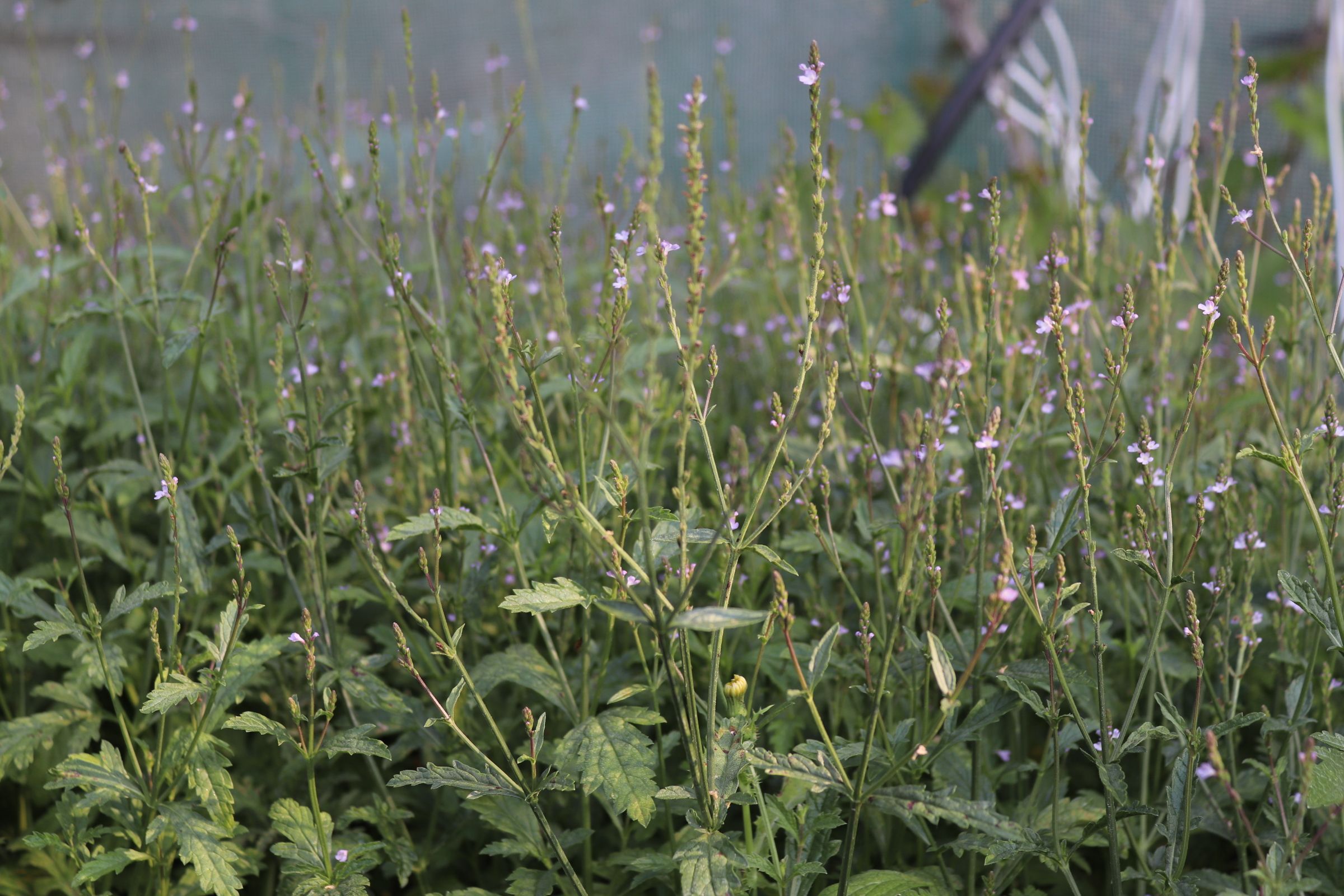 Verbena officinalis (3)