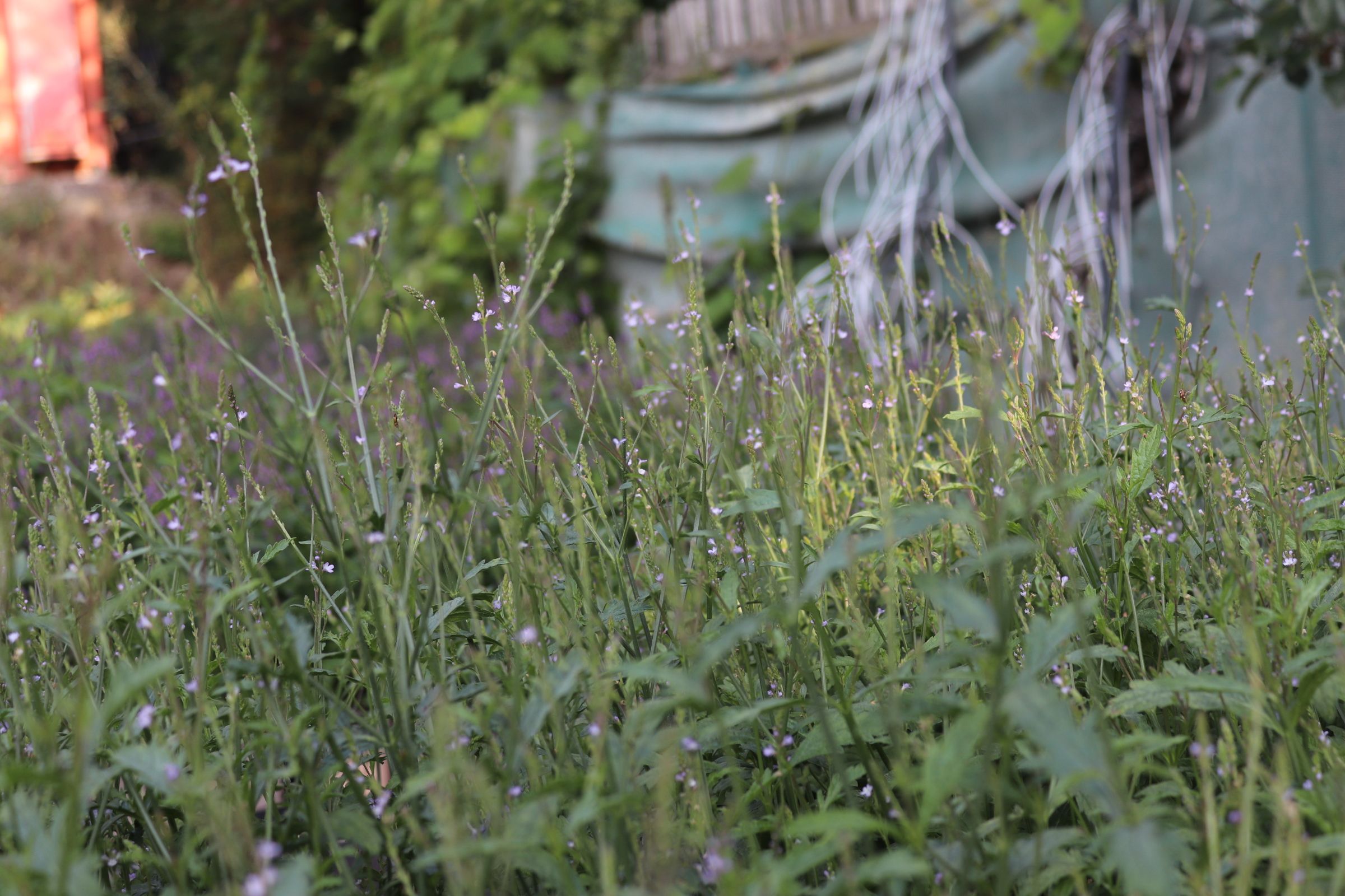 Verbena officinalis (4)